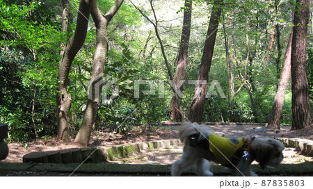 じゅんさい池公園の桜並木と犬 じゅんさい池公園の桜並木と犬 87835803