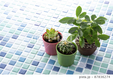 ブルーのタイルと観葉植物 87836274