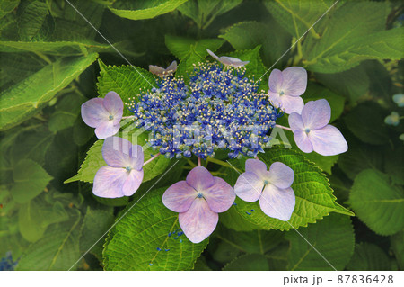 派手な薄紫のガクに囲まれて花開く紫陽花の満開の花、 87836428