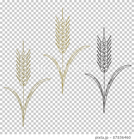 Wheat wheat illustration line drawing 87836460