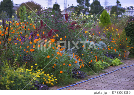 ボランティアの市民花園 87836889