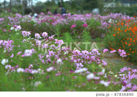 ボランティアの市民花園 ボランティアの市民花園 87836890