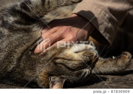 キジトラ柄の地域猫をあやす キジトラ柄の地域猫をあやす 87836909