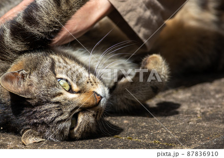 キジトラ柄の地域猫をあやす キジトラ柄の地域猫をあやす 87836910