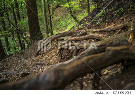 御岳山　力強い木の根が張り巡らされた登山道【東京都・青梅市】 87836952