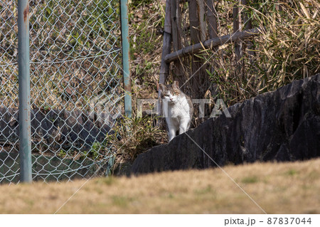 警戒する地域猫 87837044
