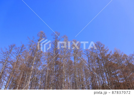 冬のカラマツ林と青空 87837072
