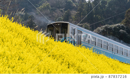 菜の花畑がある土手を走る電車 87837216