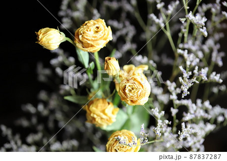 枯れてしまった黄色の花 ドライフラワー 枯れてしまった黄色の花 ドライフラワー 87837287