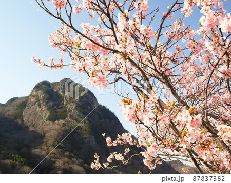 静岡県　城山と城山桜（河津桜）3月 87837382