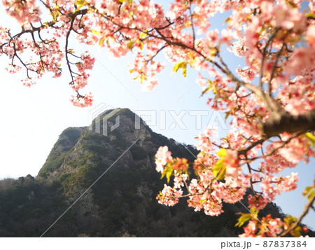 静岡県 城山と城山桜(河津桜)3月 静岡県 城山と城山桜(河津桜)3月 87837384
