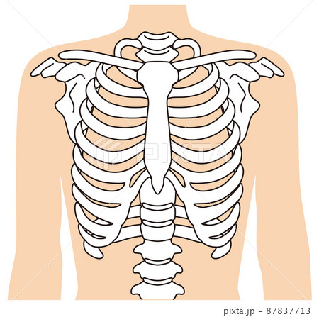 肋骨 骨格図のイラスト素材