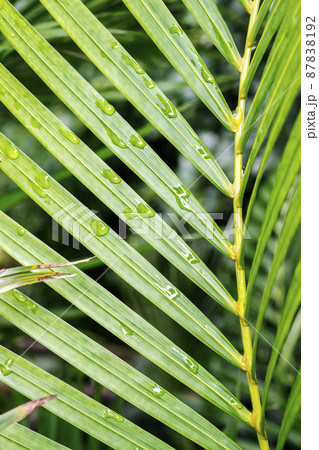 bamboo leaf raindrops bamboo leaf raindrops 87838192