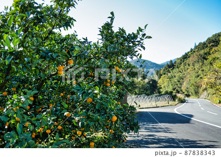 道路脇のみかん畑 87838343