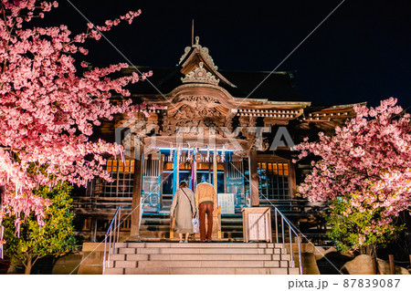 桜神宮 夜桜 河津桜 桜神宮 夜桜 河津桜 87839087