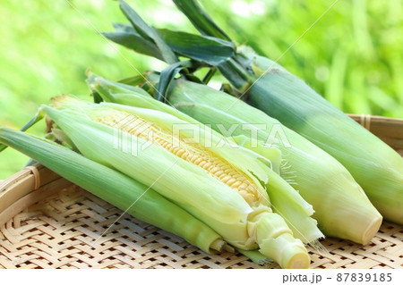 とうもろこし 皮付き 収穫 屋外 自然背景 とうもろこし 皮付き 収穫 屋外 自然背景 87839185