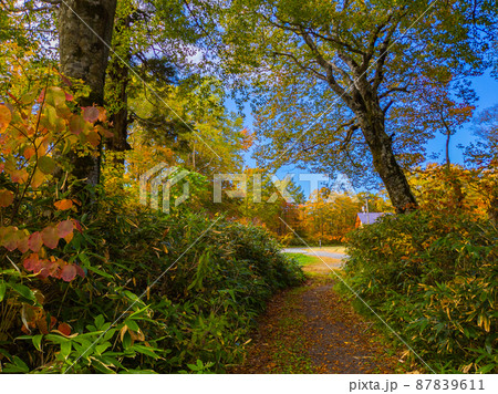 紅葉に囲まれた山道 (片貝沼周辺、蔵王連峰、山形県) 紅葉に囲まれた山道 (片貝沼周辺、蔵王連峰、山形県) 87839611