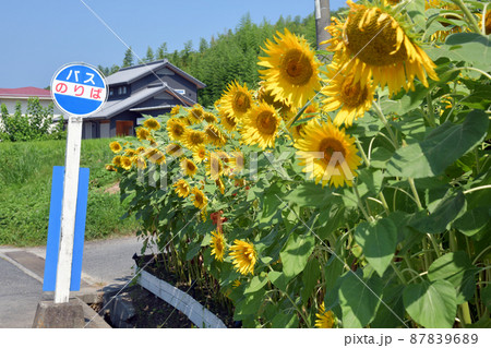 ひまわりのバス停 87839689