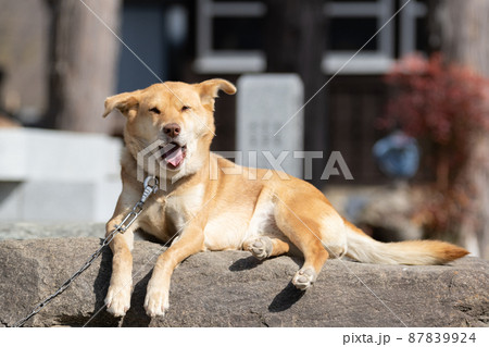 眠そうなワンちゃん 眠そうなワンちゃん 87839924