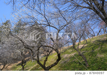 横浜こどもの国の梅園 87840097