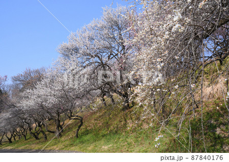 横浜こどもの国の梅園 87840176