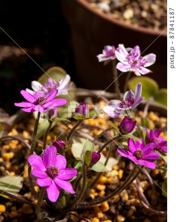 雪割草（ユキワリソウ）が咲いた 87841187