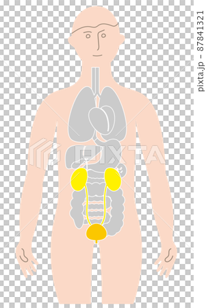人體及泌尿系統內臟、保健 人體及泌尿系統內臟、保健 87841321