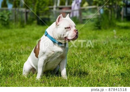 American Bully dog male portrait outside 87841518