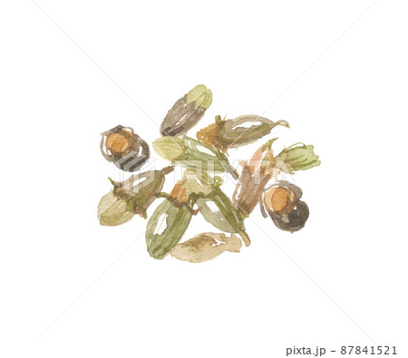 エンジュ　槐　蕾 87841521