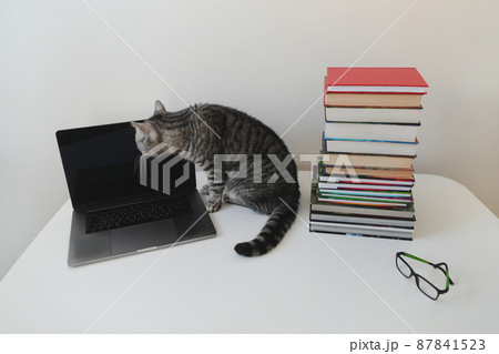 Funny gray domestic cat sitting on the table among books, isolated on white. home education and study concept. 87841523