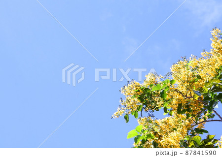 Yellow flowers blooming and ligt blue sky. Yellow flowers blooming and ligt blue sky. 87841590