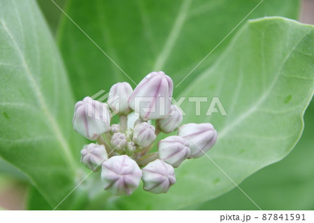 Young flowers of Giant Indian Milkweed or Gigantic Swallowwort. Young flowers of Giant Indian Milkweed or Gigantic Swallowwort. 87841591