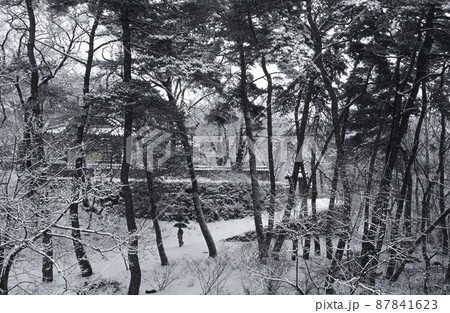 冬 森 森林 87841623