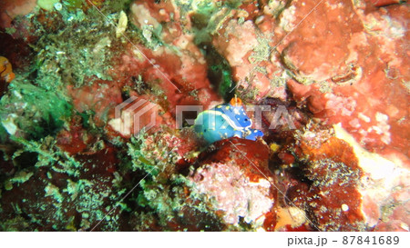 ダイビングでウミウシを観察する 87841689