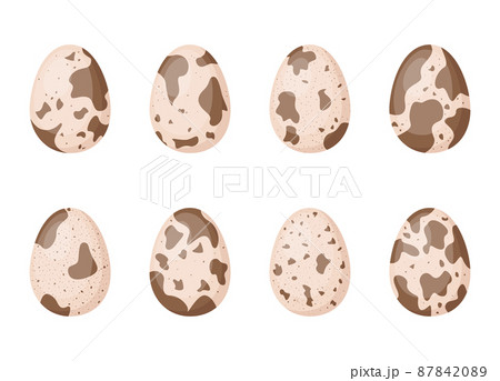 Set of quail eggs, vector illustration Set of quail eggs, vector illustration 87842089