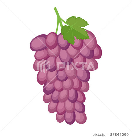 Bunch of purple grapes, vector illustration 87842090