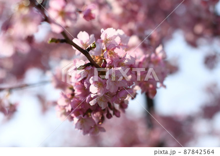 日光にあたる満開のピンク色の河津桜 87842564