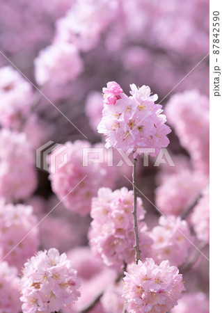 春の写真　春めき桜　桜とお花見　河津桜 87842590