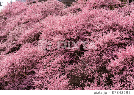 春の写真 春めき桜 桜とお花見 河津桜 春の写真 春めき桜 桜とお花見 河津桜 87842592