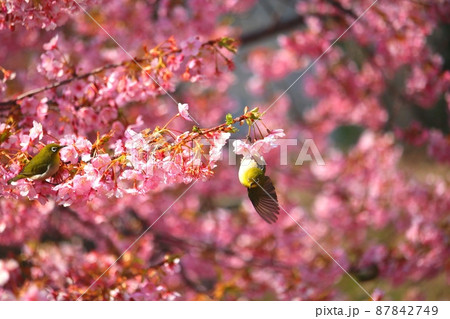 メジロと河津桜 メジロと河津桜 87842749
