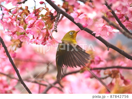 メジロと河津桜 メジロと河津桜 87842756