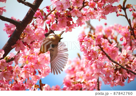 メジロと河津桜 メジロと河津桜 87842760