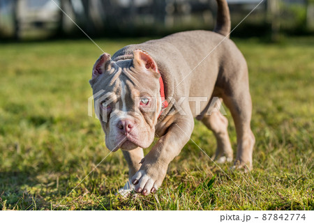 A pocket Lilac color male American Bully puppy dog is walking. A pocket Lilac color male American Bully puppy dog is walking. 87842774