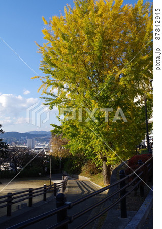 江波山気象館の銀杏の景色 87842945