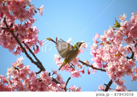 メジロと河津桜 87843058