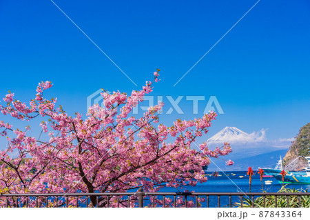 （静岡県）河津桜咲く、西伊豆戸田港から望む富士山 87843364