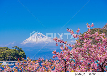 （静岡県）河津桜咲く、西伊豆戸田港から望む富士山 87843368