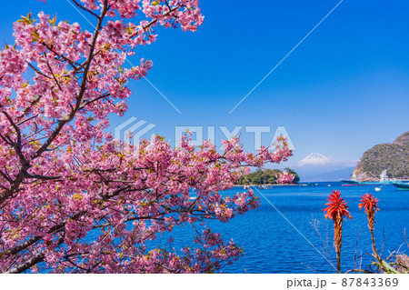 （静岡県）河津桜咲く、西伊豆戸田港から望む富士山 87843369