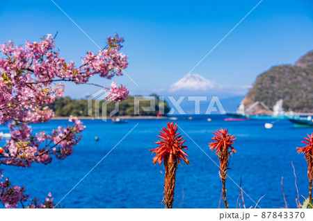 （静岡県）河津桜咲く、西伊豆戸田港から望む富士山 87843370