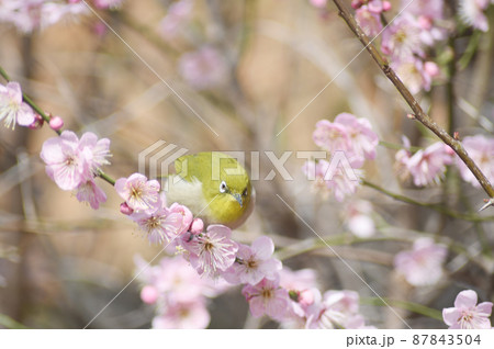 梅と戯れるメジロ オールドレンズ 梅と戯れるメジロ オールドレンズ 87843504